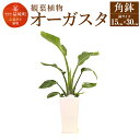 【ふるさと納税】オーガスタ 観葉植物 角鉢 横約15cm×高さ約30cm 植物 観葉植物 インテリア 九州産 国産 送料無料