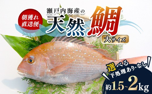 
                  【朝獲れ直送便】瀬戸内海産の天然鯛を丸ごと1匹 大サイズ FAH-0108var
                