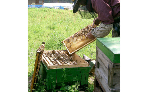爽やかな香り広がる100%天然蜂蜜 ぶんたん山の蜂蜜 360g 【白木果樹園】