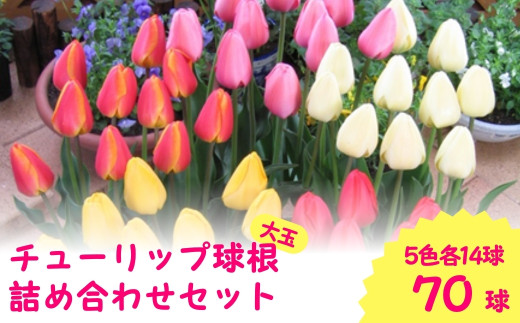 【 先行予約 】 チューリップ 球根 特大球 70球入 ( 5色×14球 ) 一重咲き 5色詰め合わせセット | 新潟県 五泉市 新潟県花卉球根農業協同組合 ( 2025年9月中旬より順次発送 )
