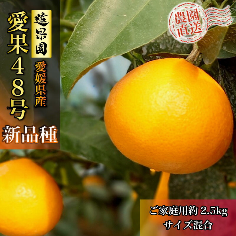 【ふるさと納税】 【先行予約】【3月上旬から発送】 愛果48号 家庭用 約2.5kg | あいか48号 B品 大中小サイズ混合 ※ 紅プリンセス と同品種 みかん ミカン 蜜柑 果物 くだもの フルーツ 高級 贈答 ギフト 柑橘 柑橘類 かんきつ 愛媛果試第48号 国産 蓮果園 愛媛県 松山市