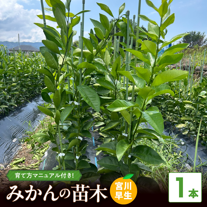 ZE6475_苗木 みかん 2年生【宮川早生】 1本セット