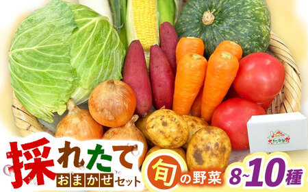 採れたてお野菜おまかせセット（8～10種）/ 野菜 やさい 野菜セット 野菜詰め合わせ 詰め合わせ セット / 大村市 / かとりストアー[ACAN106]