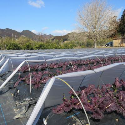 ふるさと納税 熊野市 熊野特産　たかな漬「めはり」100g×5袋【化粧箱入り】 |  | 02