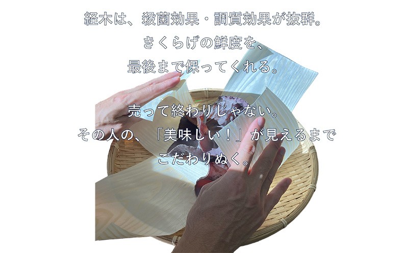 生きくらげ　300g×3セット きくらげ 乳酸菌 栽培 きのこ 生 生キクラゲ レシピ 料理 家庭料理 食感 ミネラル 食物繊維 おすすめ お取り寄せ 沖縄県産 国産 送料無料 おきなわ 沖縄 北中城