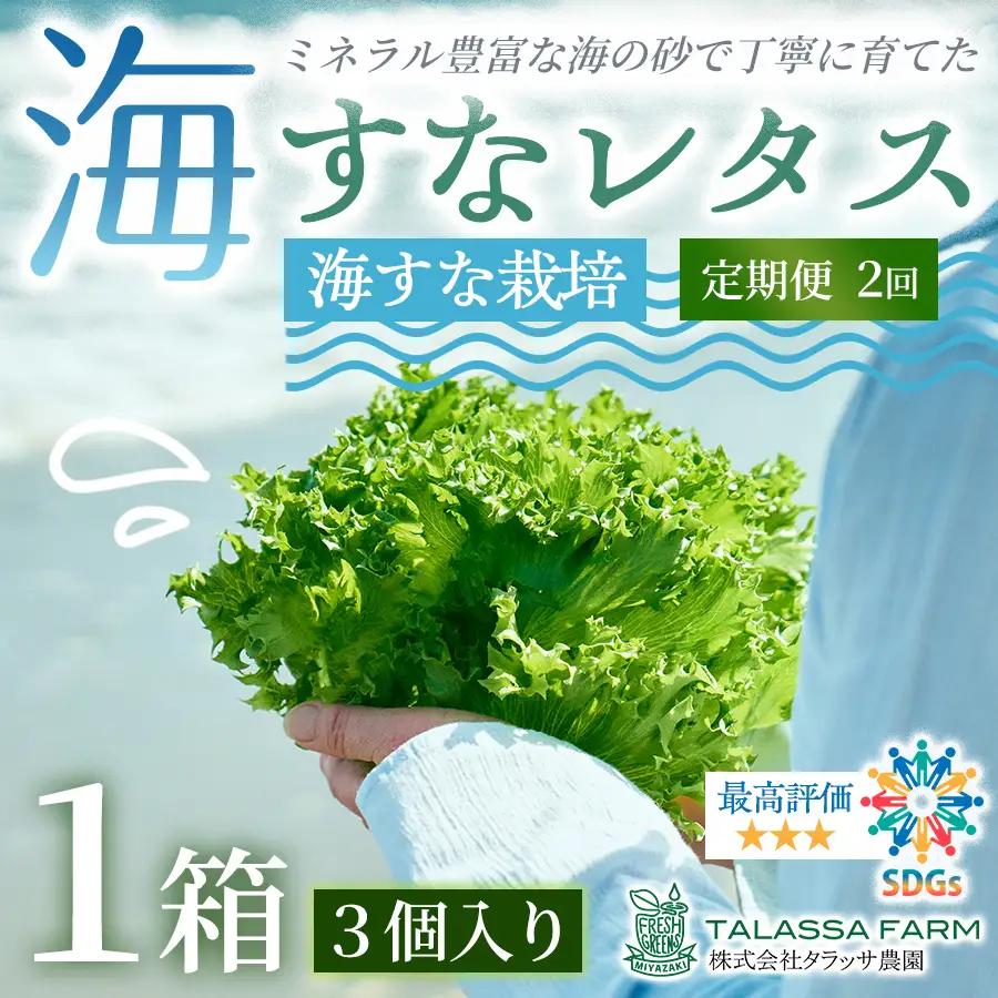 フリルレタス「海すなレタス」3個入り×1箱×定期便2回お届け【B698】