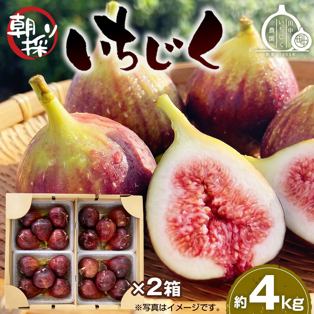 【ふるさと納税】 いちじく 朝採り 【2026年配送】　約4kg ／ 無花果 イチジク フルーツ くだもの 果物 果実 朝採れ 新鮮 大容量 農家直送 河南町産 大阪府 特産品 送料無料 No.281