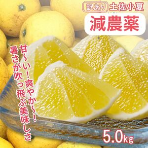 【令和８年５月発送】 訳あり 小夏5キロ （白浜農園の減農薬小夏）柑橘 みかん ミカン 果物 フルーツ 日向夏 おやつ デザート 美味しい ワケアリ ご自宅用【R01153】