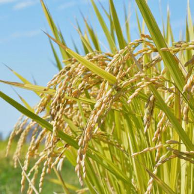 ふるさと納税 南魚沼市 【令和6年産】南魚沼産こしひかり(精米)【2kg】 |  | 03
