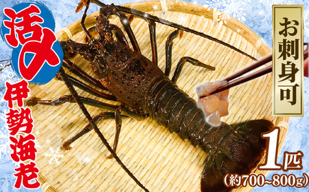 【9月以降順次発送】伊勢海老 活〆冷凍伊勢海老 1匹 (700~800g)  お刺身可 海老 エビ 刺し身 ｴﾋﾞ ｴﾋﾞ ｴﾋﾞ ｴﾋﾞ ｴﾋﾞ 海老 海老 海老 海老 海老