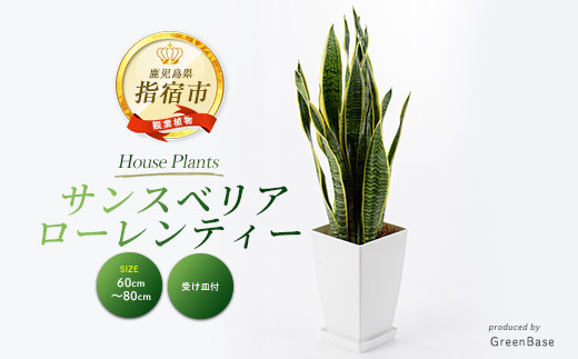 2026年3月上旬～発送【観葉植物】サンスベリア・ローレンティー60cm～80cm(Green Base/IB003-012) 南国鹿児島県で育った 観葉植物！植物 鉢付 インテリア 室内 オフィス おしゃれ プレゼント ギフト 開店祝い 移転祝い マイナスイオン【配送不可地域：北海道・沖縄県・離島】