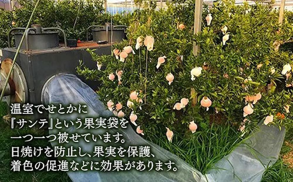 化粧箱 柑橘の大トロ ハウス せとか 厳選 大玉 7玉入