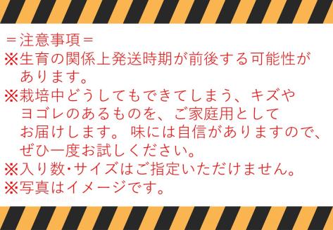 43J.富有柿16～20玉〔ご家庭用〕