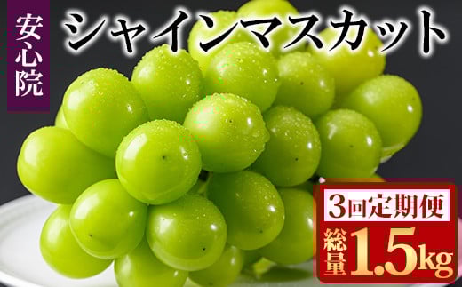 ＜定期便・全3回(連続)＞シャインマスカット(総量1.5kg・500g×3回)フルーツ 果物 葡萄 ぶどう 安心院 人気 ランキング＜先行予約受付中！2025年8月下旬より順次発送予定＞＜北海道 沖縄 離島配送不可＞【206300500】【大分県農業協同組合 北部エリア】