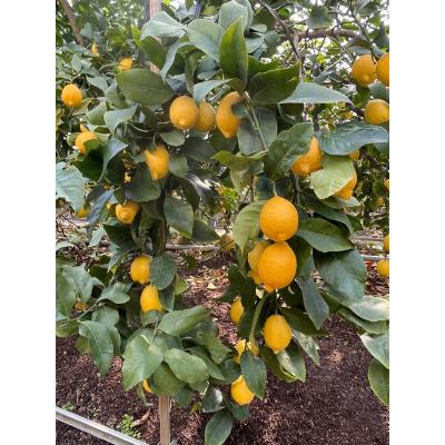 ふるさと納税 観音寺市 【2026年度】露地栽培イエローレモン　フリーサイズ(S〜L)　約2.5kg