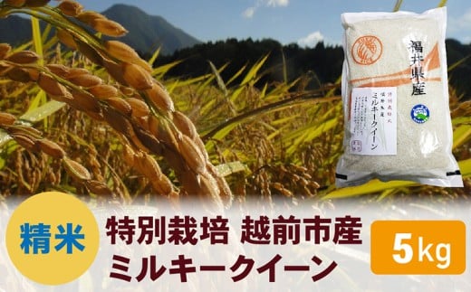 先行予約【令和7年度 新米・精米】特別栽培 越前市産ミルキークイーン 5kg