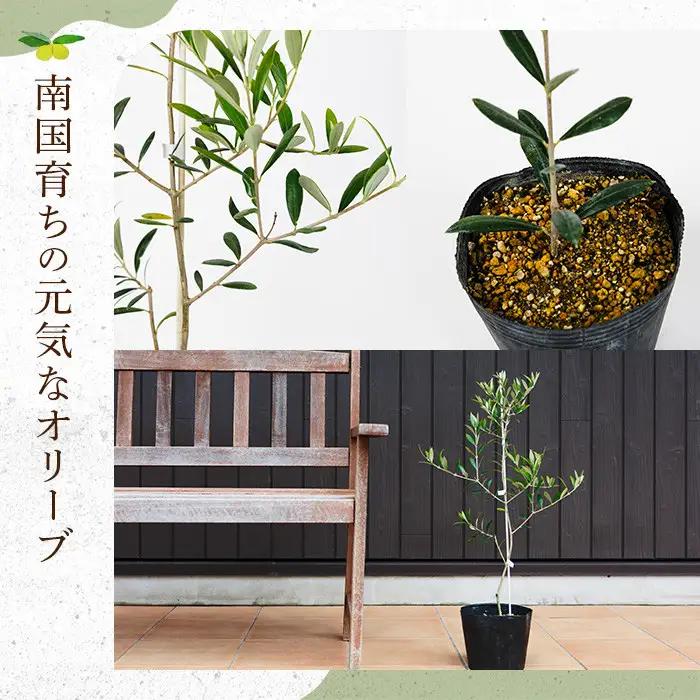 No.1253 ＜数量限定＞オリーブの苗(1本)鹿児島県産 苗 観葉植物 オリーブ 国産 シンボルツリー 庭木 内祝い ギフト 贈答 プレゼント 観賞 苗木 オリーブの木【鹿児島オリーブ】