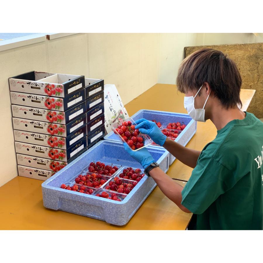 ＜アンスリーファーム＞佐藤錦　秀　Lサイズ　バラ　300ｇ