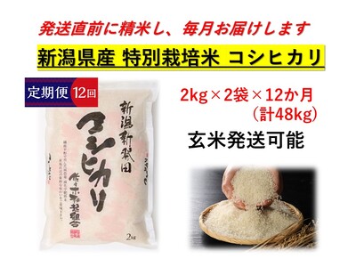 D21　【令和５年産】【定期便】特別栽培米コシヒカリ（２㎏×２袋×12ヵ月）