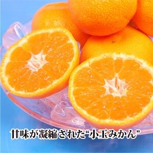 2025年11月発送開始　ぷるぷる新食感!「マドンナ」+濃厚!「小玉みかん」約5kg【C39-32】【1252242】