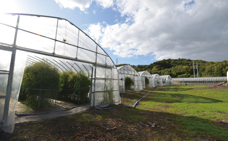 【2027年度産 先行予約】極太 北海道産 春採りグリーンアスパラガス 約800g 3L～2L 岸本農場