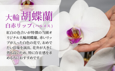 胡蝶蘭 白色赤リップ 3本立て | 胡蝶蘭 国分寺洋蘭園