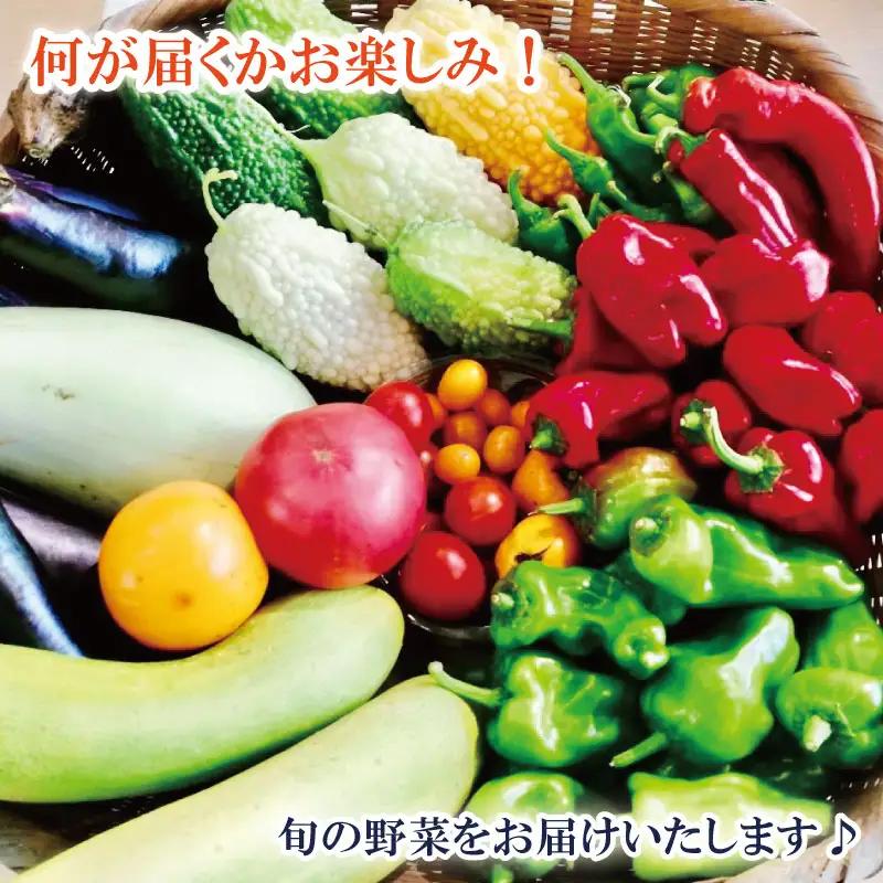 夏野菜 5種 詰め合わせ 野菜