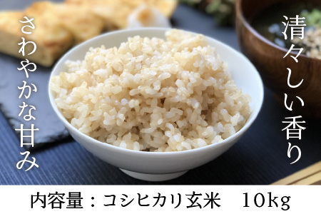 福井県坂井市丸岡町産 コシヒカリ 10kg（玄米） [A-11303_02]