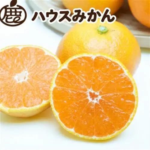 ハウスみかん0.5kg+250g(傷み補償分)【温室みかん・ハウス栽培】【有田みかん】【配送不可地域：離島・北海道・沖縄県】【1649247】