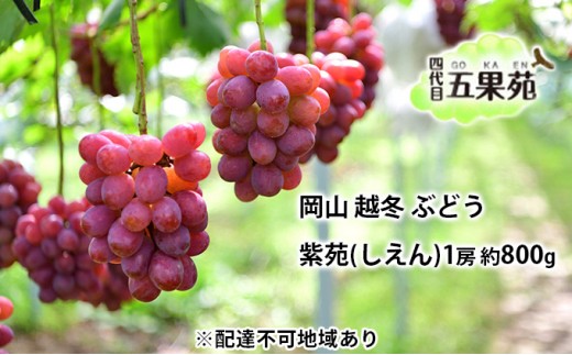 
                  越冬 ぶどう 紫苑 （しえん）1房 約800g  岡山県産 四代目 五果苑
                