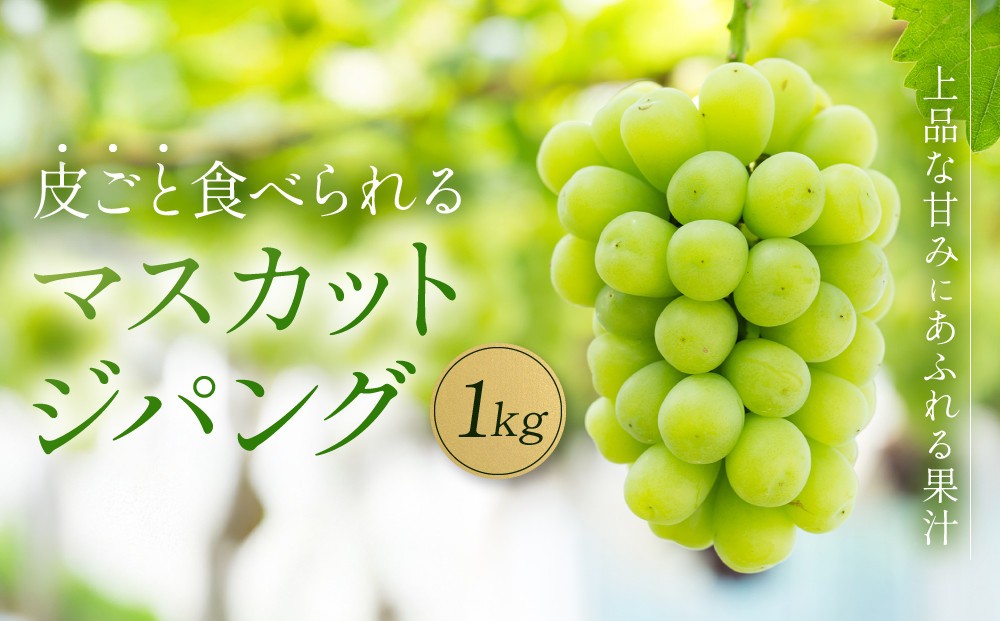 
                  マスカットジパング 1kg【数量限定100セット】【シャインマスカット マスカット シャイン ぶどう 葡萄 フルーツ 果物 おすすめ 人気 岡山県産 数量限定 新鮮】
                