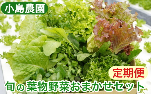 【6回定期便】野菜 詰め合わせ リーフレタス サラダ 7種～11種 6回定期便 京都 丹波産 新鮮 旬の葉物野菜セット 小島農園《農薬不使用 京野菜 亀岡産 季節の野菜 産地直送 期間限定 ふるさと納税野菜》