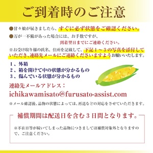 極甘フルーツとうもろこし「甘々娘（かんかんむすめ）」特Ａ品・激選贈答用 10～12本入り 【2026年6月中旬から発送】 アグリ甲斐 [5839-8580]