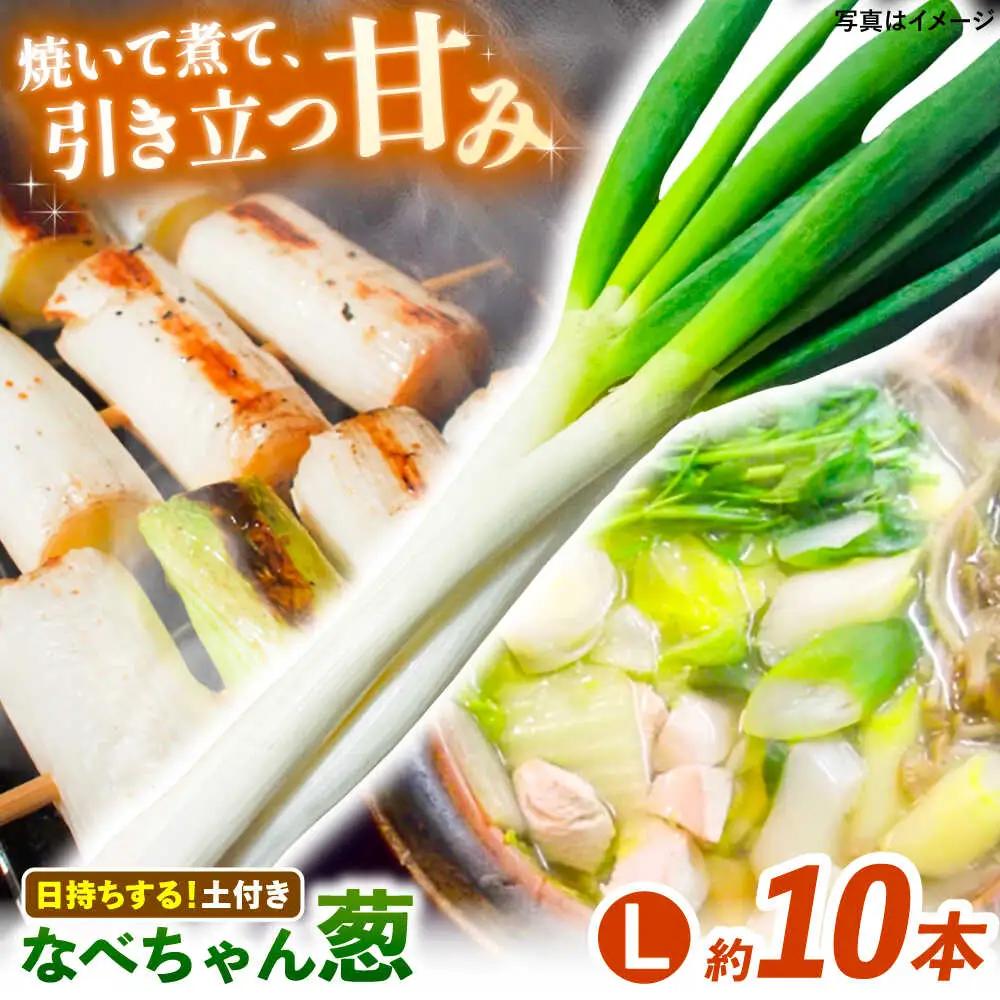 ねぎ【2026年11月発送開始】なべちゃん葱(土付き) Lサイズ2.5kg 約10本[AICO004]