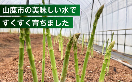 【先行予約】 山鹿市産 いけだ農園のアスパラガス 夏芽(MからLサイズ)　約1kg【いけだ農園】[ZFP001]
