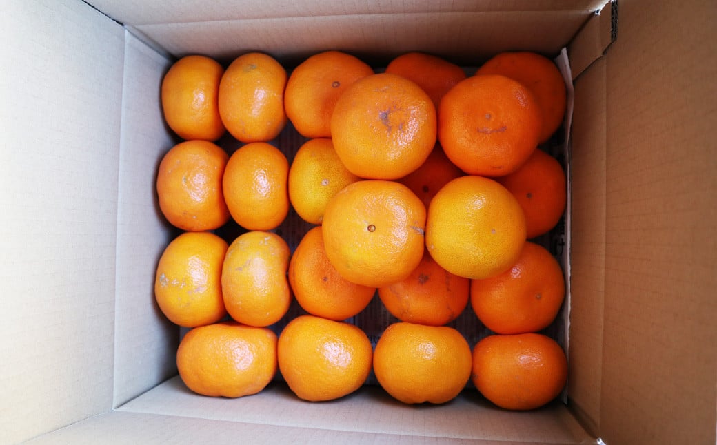 長崎県産 秀品温州みかん 5kg (贈答用可) /  果物 フルーツ 柑橘 蜜柑 ミカン 温州みかん 秀品 贈答 ギフト プレゼント 国産 大将農園 長崎県 長崎市 【2025年12月上旬~下旬迄発送