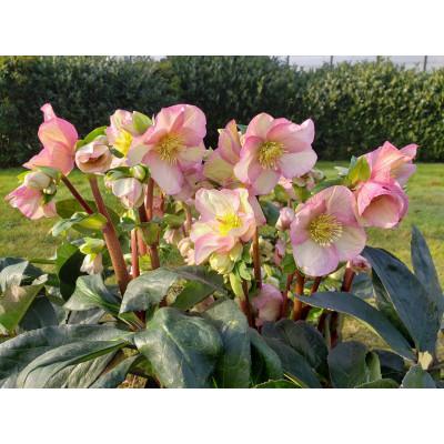 ふるさと納税 藤枝市 クリスマスローズ鉢植え 氷の薔薇ロゼッタ4.5号 |  | 01