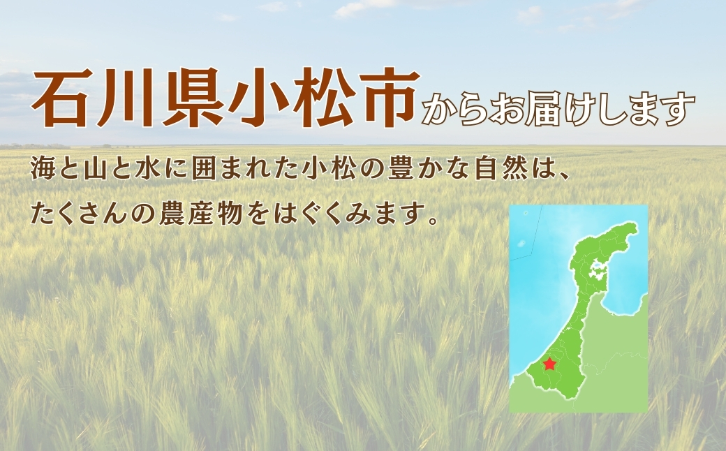 こまつむぎ茶 10袋 × (10g×36袋) お茶 麦茶 ノンカフェイン | 石川県 小松市 JAあぐり
