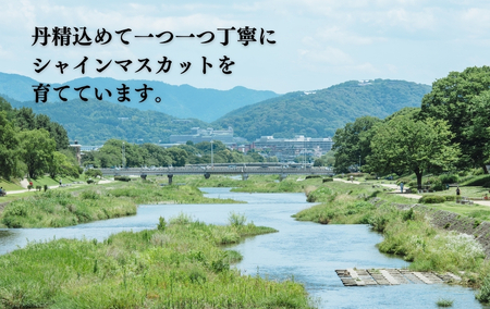 千曲市産シャインマスカットグミ5個セット(60g×5個)|グミ