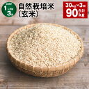 【ふるさと納税】【定期便】【1ヶ月毎3回】自然栽培米（玄米） 30kg×1袋 計90kg（30kg×3回） ミルキークイーン お米 米 玄米 単一原料米 無農薬 化学肥料不使用 有機肥料不使用 大分県産 国産 大分県 九重町 送料無料