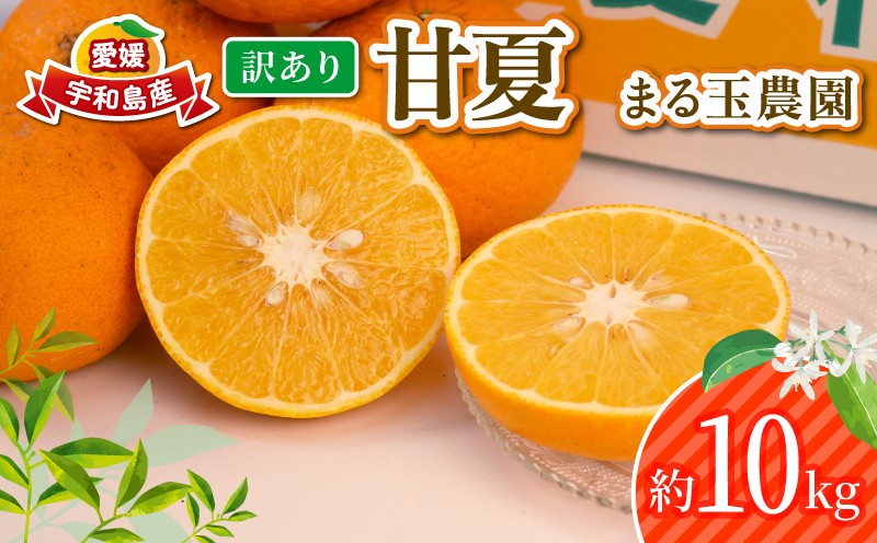 
            訳あり 甘夏 10kg まる玉農園 先行予約 わけあり 夏みかん 甘夏柑 あまなつ 愛媛ミカン 愛媛蜜柑 訳ありみかん 訳あり蜜柑 訳アリ 訳あり品 mikan 果物 くだもの フルーツ 柑橘 みかん 蜜柑 数量限定 産地直送 国産 愛媛 宇和島 B010-172005
          