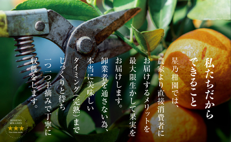 【三つ星ブランド】星乃まどんな(3.5kg)【C45-86】【1475871】