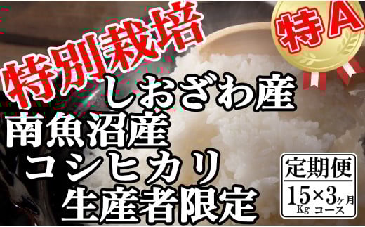 【令和7年産】【定期便：15Kg×3ヶ月】特別栽培 生産者限定  南魚沼しおざわ産コシヒカリ【2025年10月上旬より順次発送予定】