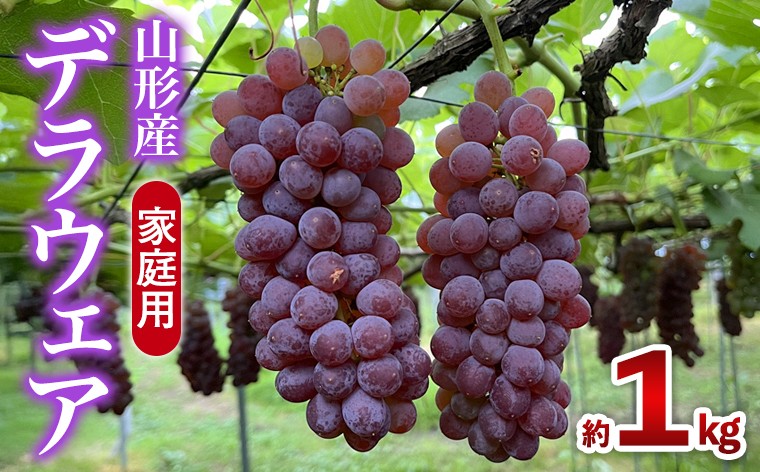 
                  家庭用デラウエア 約1kg 優以上 M～3L (6～8房) FY26-164
                