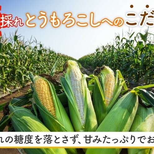  北海道 朝もぎ とうもろこし 恵味 ホイップコーン 各10本 計20本 L-LL サイズ 黄色 白色 トウモロコシ 黄 白 とうきび コーン 旬 完熟 甘い お取り寄せ 産地直送 北海道産