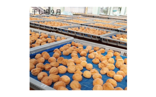 N064　紀州完熟南高梅　特別の日の梅干・一段重