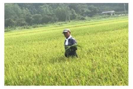 【令和7年産】獅子米 ミルキークイーン 玄米 30kg お米 米 おこめ ブランド米 ミルキー 30キロ 国産 単一原料米 コメ こめ ご飯 銘柄米 茨城県産 茨城 産直 産地直送 農家直送 ごはん