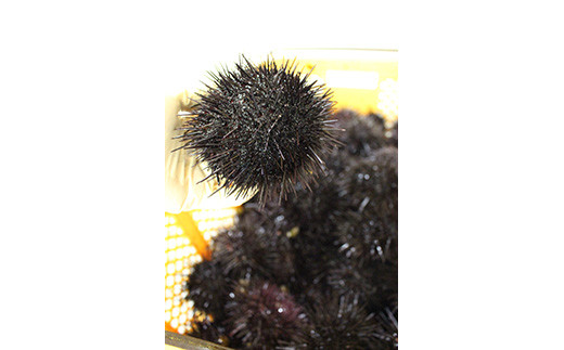 《数量限定》北海道福島町　キタムラサキウニ　塩水ウニパック　100×2パック FKF001 