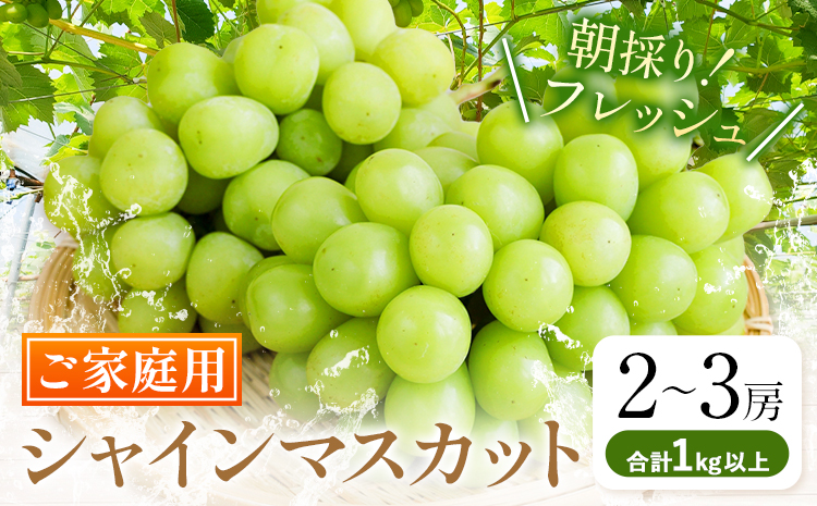 ご家庭用 シャインマスカット 2房 (合計1kg以上) OEC KINGDOMぶどう家《8月下旬-10月上旬頃出荷》岡山県 浅口市 ぶどう 果物 訳あり【配送不可地域あり】（離島）---124_c32