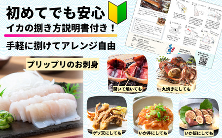 スルメイカ 300g×5杯 イカ
